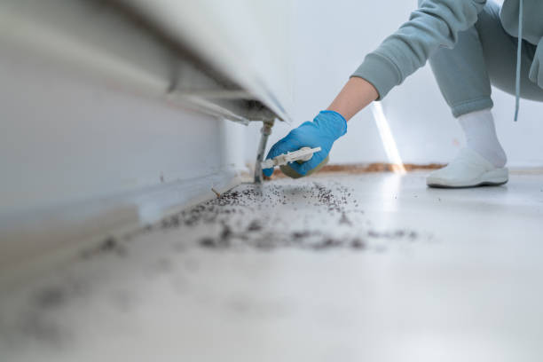 Reliable Salem, UT Pest Control Solutions